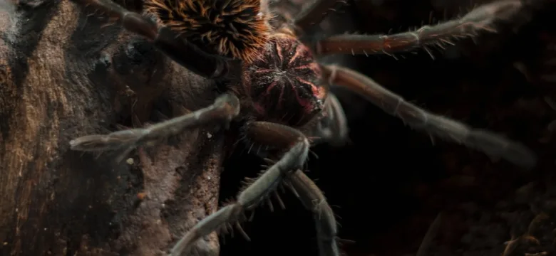 Meksika’da Basketbol Topu Büyüklüğünde Örümcekler Terk Edilmiş Madenlerde Görüldü